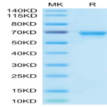 Biotinylated Human OX40/TNFRSF4/CD134 Protein (Primary Amine Labeling) BP005210 Syd Labs