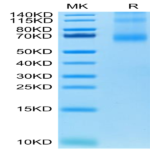 Human OX40 Ligand/TNFSF4 Trimer Protein (OXL-HM140)