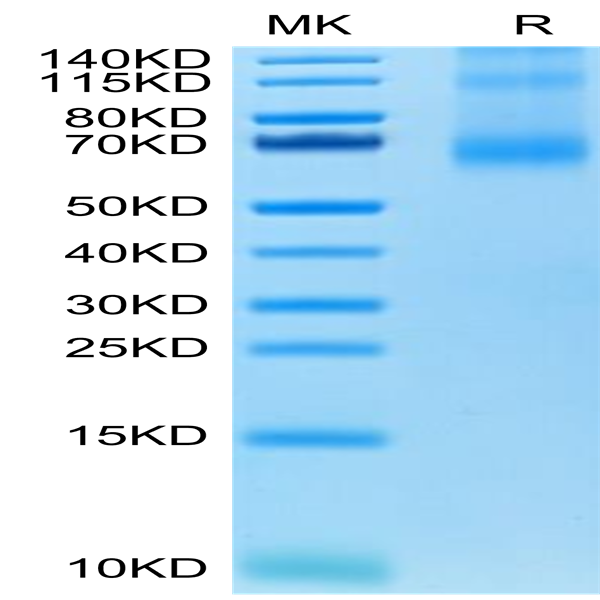 Human OX40 Ligand/TNFSF4 Trimer Protein (OXL-HM140)