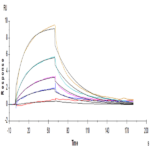 Human IL-12B/p40/NKSF2 Protein BP005179 Syd Labs