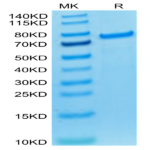 Biotinylated Cynomolgus PADI4 Protein (Primary Amine Labeling) BP003971 Syd Labs