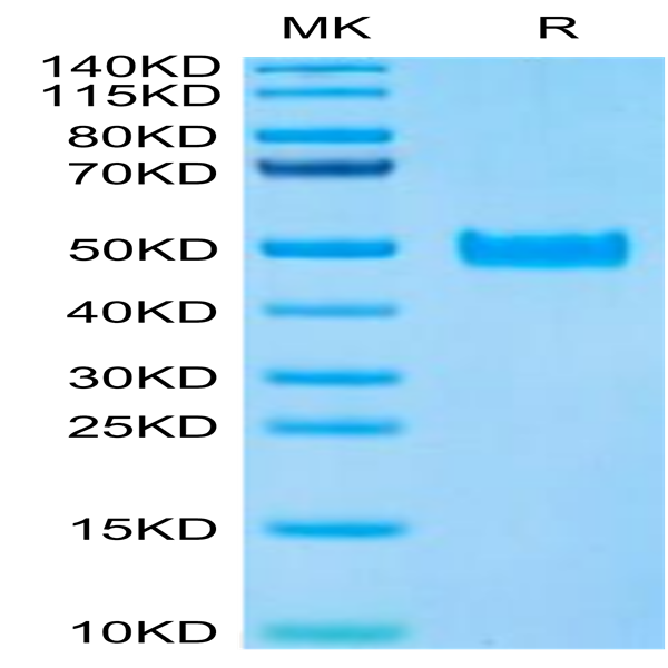 Human PAI-1 Protein (PAI-HM101)