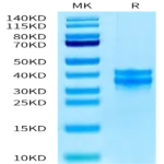 Human PBK/TOPK Protein BP003234 Syd Labs