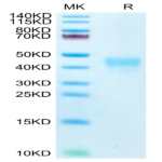 Biotinylated Human PD-1/PDCD1 Protein (PD1-HM401B)