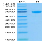 Biotinylated Human PD-1/PDCD1 Protein (PD1-HM501B)