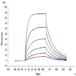Mouse PD-1/PDCD1 Protein BP005136 Syd Labs