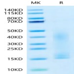 Canine PDGFA Protein BP003263 Syd Labs