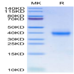 Human PD-L1/B7-H1 Protein (PDL-HM11D)