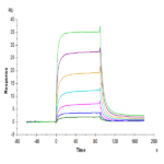 Human PD-L2/B7-DC Protein BP005607 Syd Labs