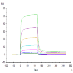 Biotinylated Human PD-L2/B7-DC Protein BP004983 Syd Labs
