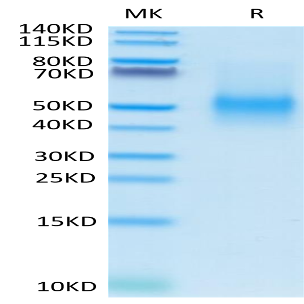 Mouse PD-L1/B7-H1 Protein (PDL-MM110)