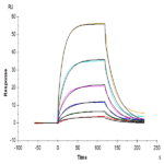 Mouse PD-L1/B7-H1 Protein BP005274 Syd Labs