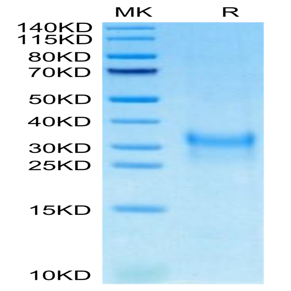 Cynomolgus PGF Protein (PGF-CM101)