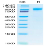 Canine PDGF R beta/CD140b Protein (PGF-DM1RB)