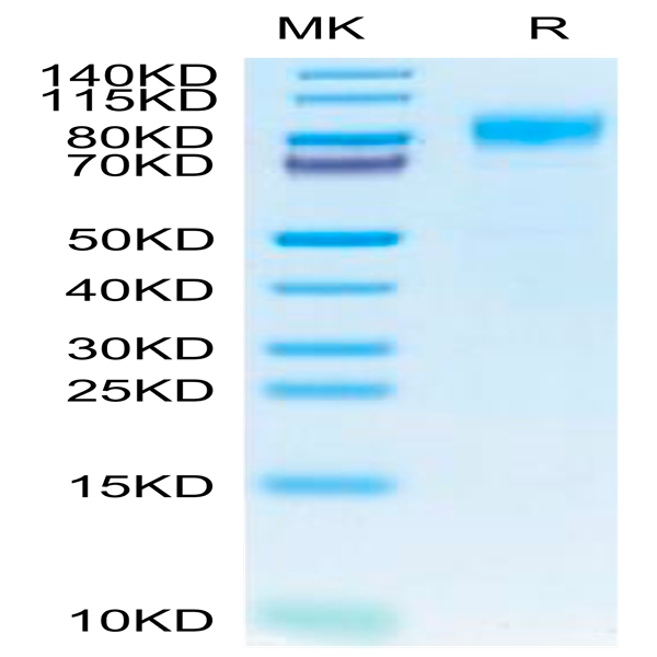 Canine PDGF R beta/CD140b Protein (PGF-DM1RB)