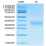 Mouse PGF Protein BP003926 Syd Labs