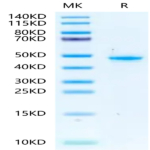 Mouse PGK1 Protein BP003279 Syd Labs