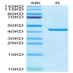 Canine PKA/PRKACA Protein (PKA-DE101)