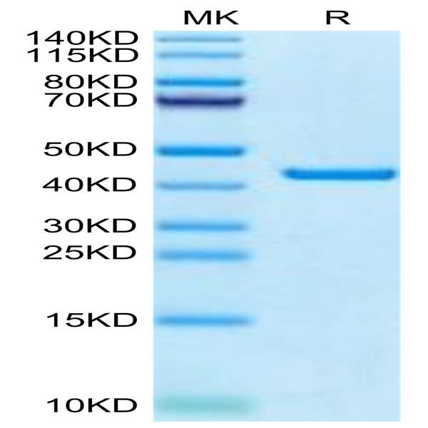 Canine PKA/PRKACA Protein (PKA-DE101)
