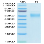 Human PLA2G7 Protein BP004604 Syd Labs