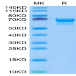 Canine PRLR Protein (PLR-DM201)