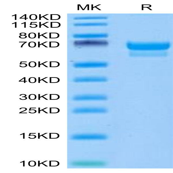 Canine PRLR Protein (PLR-DM201)