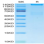 Human PLXNA1 Protein (PLX-HM101)