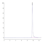 Human PRL-1/PTP4A1 Protein BP003824 Syd Labs