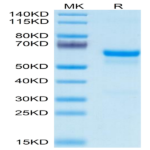 Mouse PRNP Protein BP004537 Syd Labs