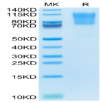 Human PSGL-1 Protein BP004946 Syd Labs