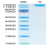 Human CD45/PTPRC Protein (PTP-HM104)