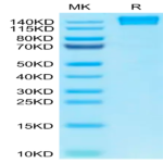 Human CD45/PTPRC Protein (PTP-HM204)
