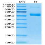 Human PLVAP Protein BP003741 Syd Labs
