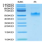 Human PVRIG Protein (PVR-HM201)