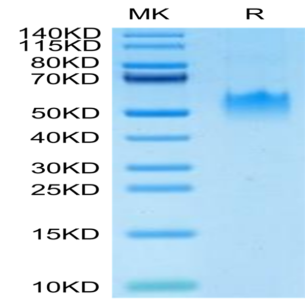Human PVRIG Protein (PVR-HM201)