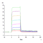Human PVRIG Protein BP005679 Syd Labs