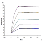 Human RANKL/TNFSF11/CD254 Protein BP004746 Syd Labs
