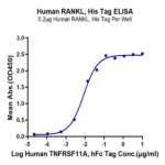 Human RANKL/TNFSF11/CD254 Protein BP004797 Syd Labs