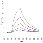 Human RNF43 Protein BP003229 Syd Labs