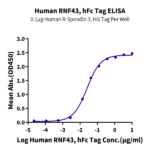 Human RNF43 Protein BP004534 Syd Labs