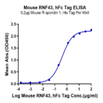 Mouse RNF43 Protein BP004521 Syd Labs