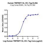 Human TNFRSF11A/Rank Protein BP003873 Syd Labs