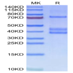 Human MSPR/Ron Protein BP003408 Syd Labs