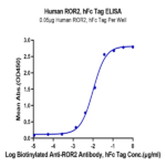 Human ROR2/NTRKR2 Protein BP004973 Syd Labs