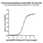 Human/Cynomolgus/Rhesus macaque ROR1 Protein BP005483 Syd Labs