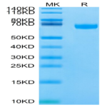 Biotinylated Human/Cynomolgus/Rhesus macaque ROR1 Protein (ROR-HM401B)