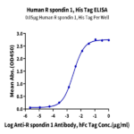 Human R spondin 1/RSPO1 Protein BP005579 Syd Labs