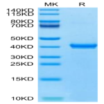 Canine S100B Protein (S10-DM20B)