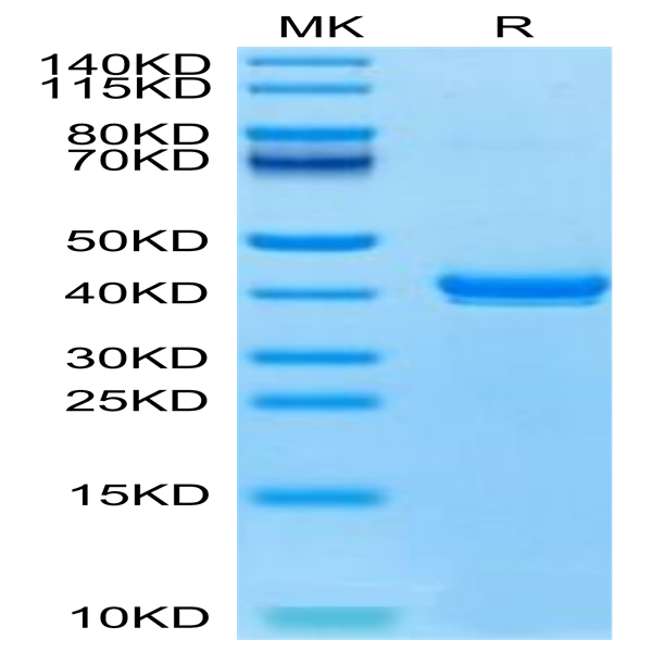 Canine S100B Protein (S10-DM20B)