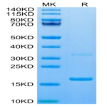 Canine S100A9/MRP14 Protein (SA9-DE101)